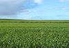 155 Claypans Road, Copeville