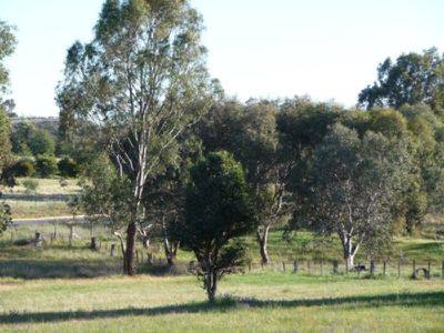 Lot 61 Burma Road, Table Top
