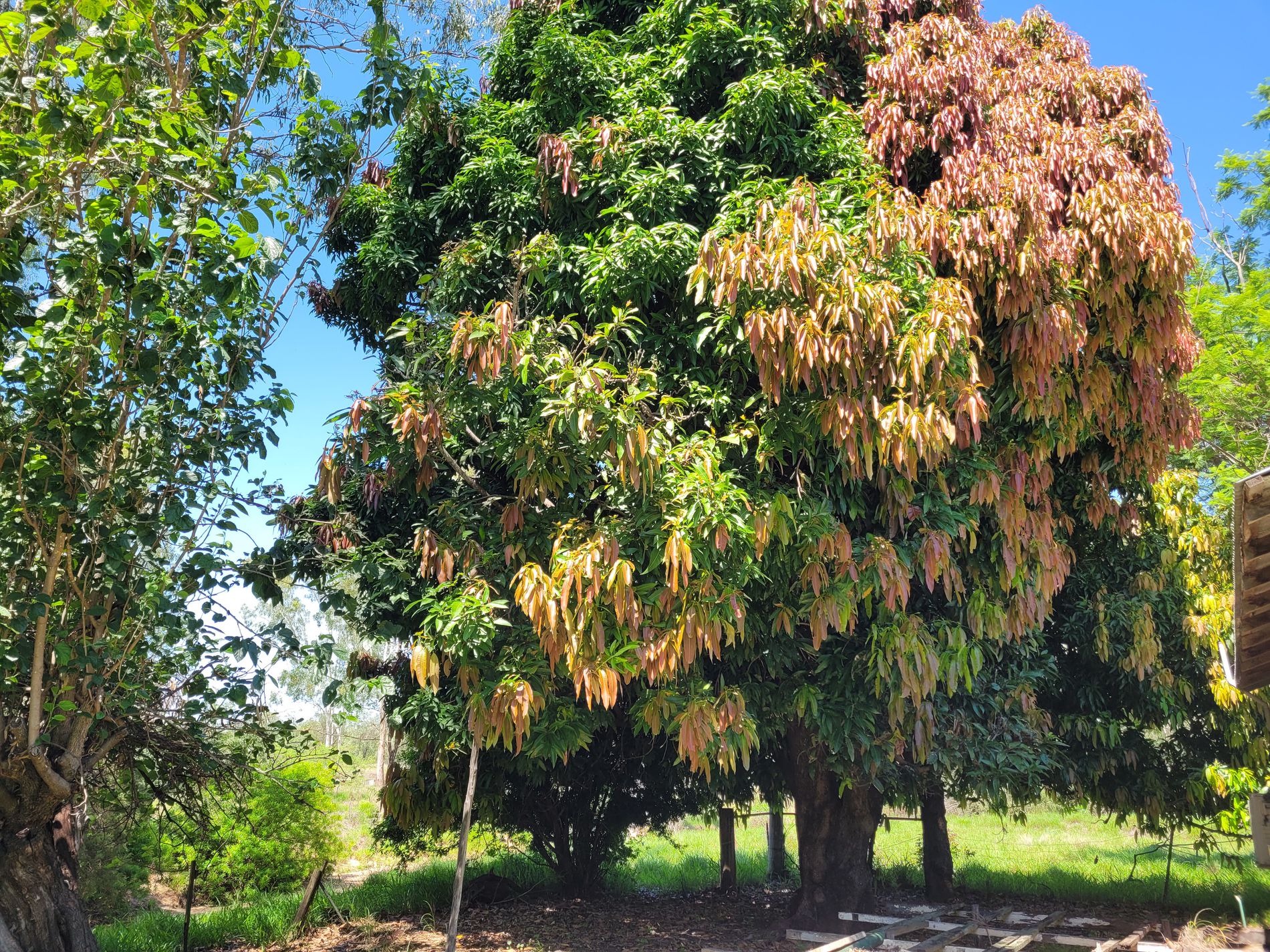 3 GLENLENA AVENUE, Rubyvale