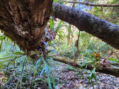 427 Shaws Road, Hollisdale