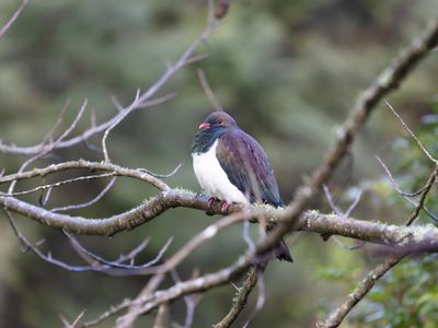 370 Rimmer Road, Helensville