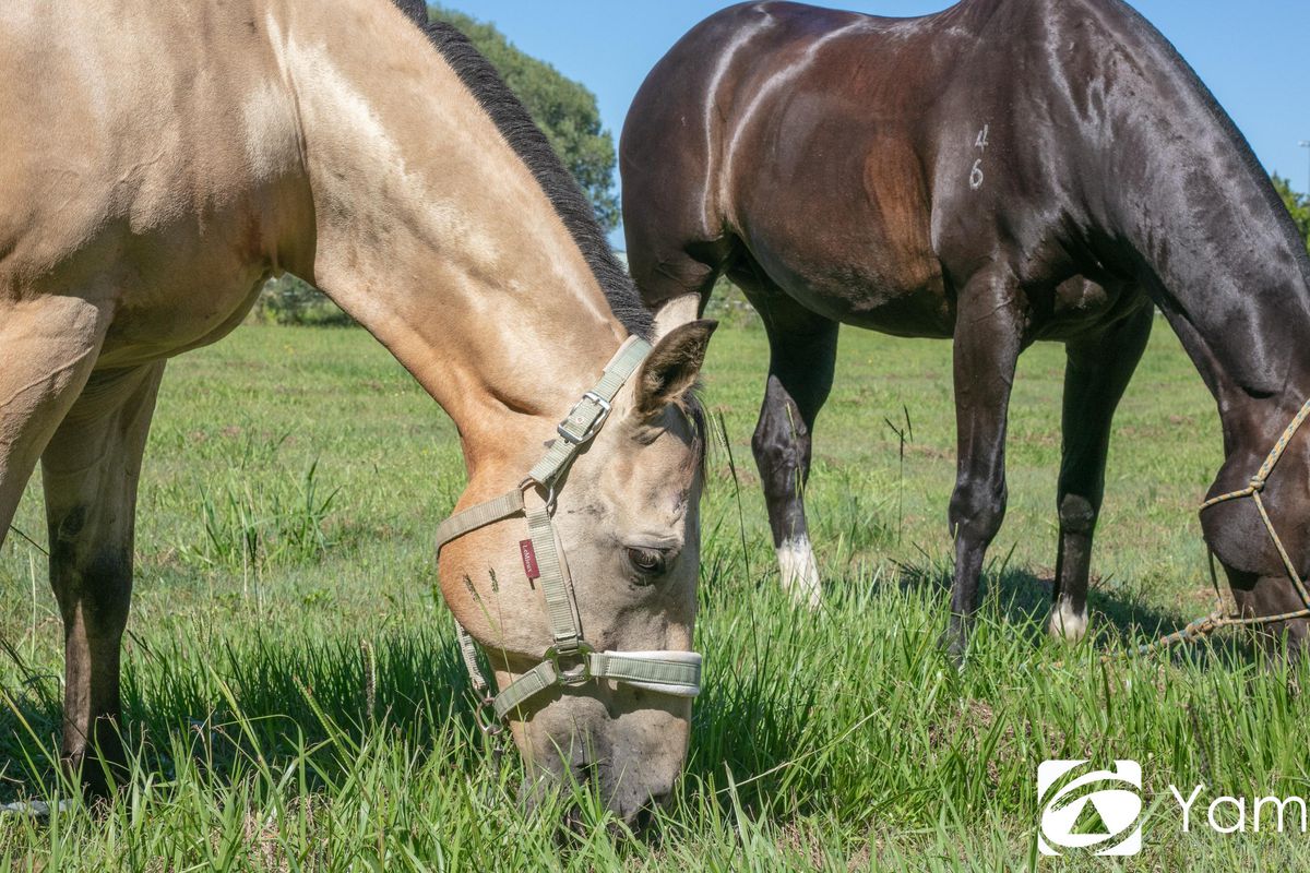 4 Iona Close, Maclean