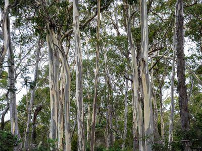 'Hardings Bay Retreat', Lake Leake Road, Lake Leake