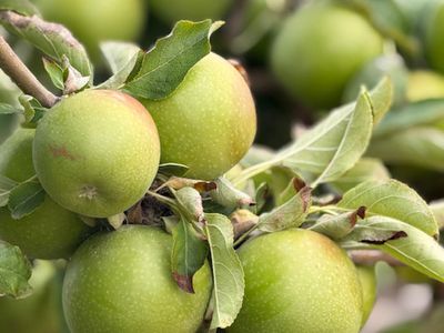 9 Clipper Court, Point Turton