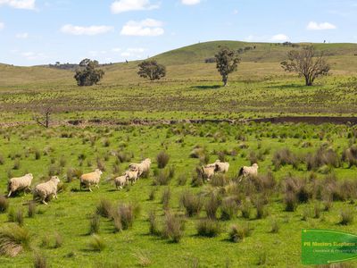 351 Shepherds Creek Road, Euchareena
