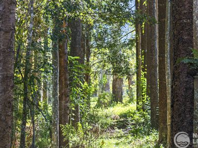 3 Poinciana Street, Mullumbimby