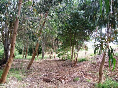 Lot 10, Fiddleback Drive, Tawonga South