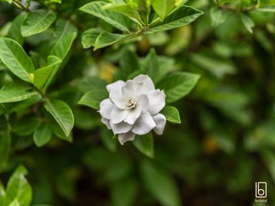 37 Mataram Road, Woongarrah