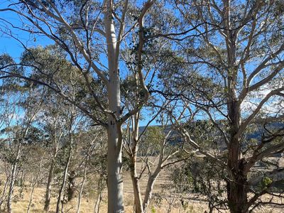 681 Hereford Hall Road, Hereford Hall via, Braidwood