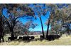 93 Caves Creek Road, Orange