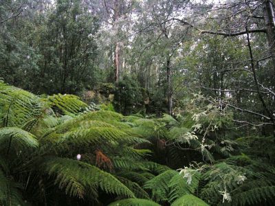 Reeves Road, Pelverata