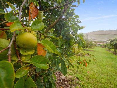 1888 TUMOULIN ROAD, Ravenshoe