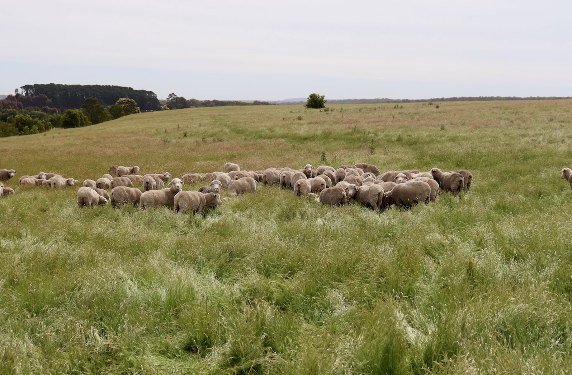 Lot 13, 13A, 13B, 31A &, 31C BRIDGE ROAD, Grenville