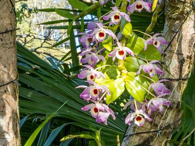 392 TUNTABLE FALLS ROAD, Nimbin