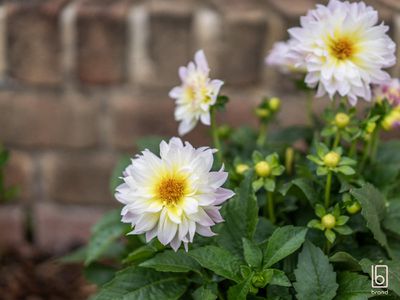 17 Bayberry Avenue, Woongarrah