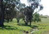 * Boomey Stud Shades Creek Block - Euchareena Road, Molong