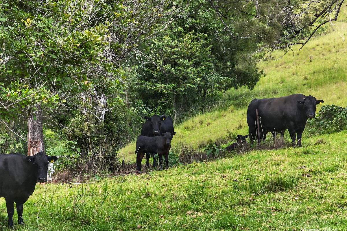 678 Caparra Road, Caparra