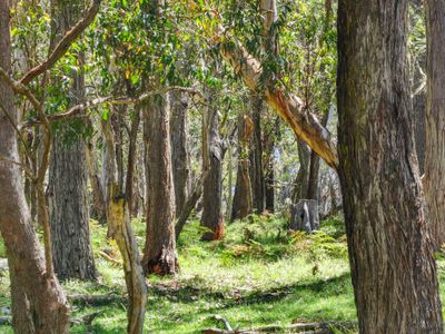 12 Bluebell Road, Braidwood