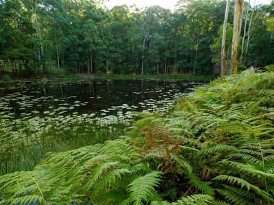 486 Davis Road, Jiggi