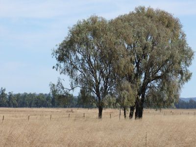 4096 Goolhi Road, Gunnedah