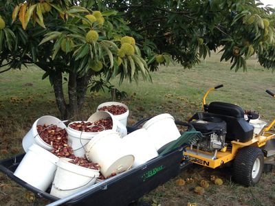 'Rose Cottage' 75 Lawrie Road, Beechworth