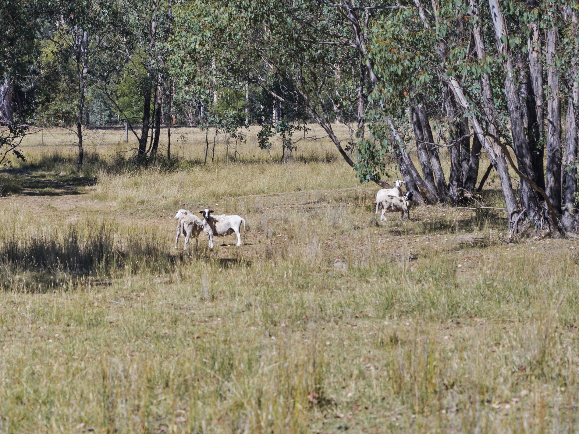 88 Altmans Road, Tolmie