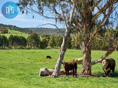 150 Sawpit Gully Road, Bridge Creek