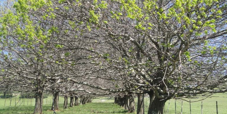 Watkins Road, Strathbogie