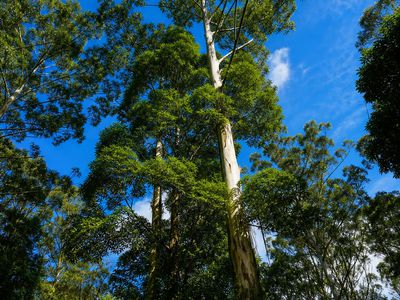 1 / 4  Wallaby Road, Nimbin