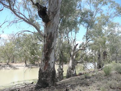 Lot 15 Edward River Road, Moulamein