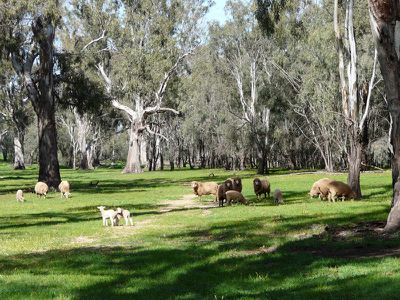 Tocumwal