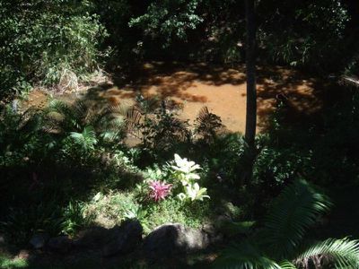 9 Rainforest, Cooktown