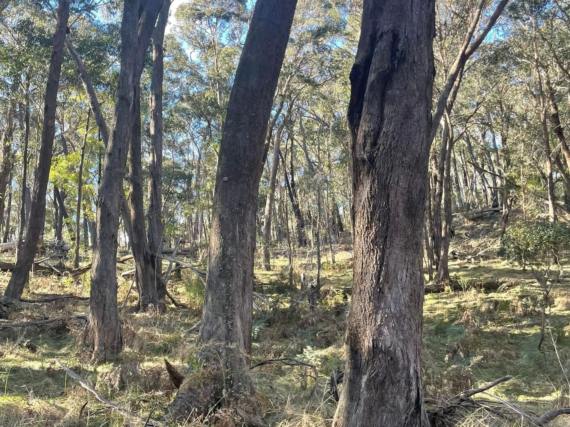 681 Hereford Hall Road, Hereford Hall via, Braidwood