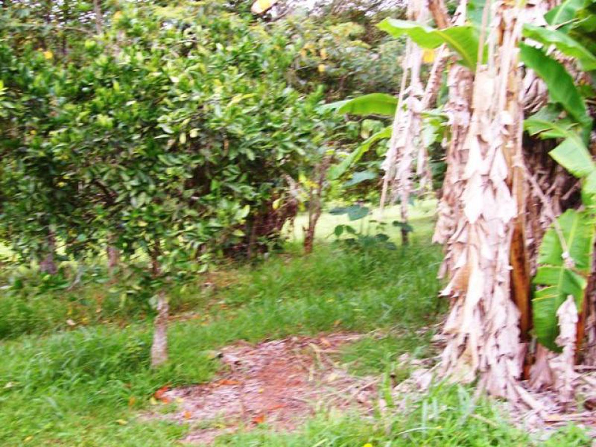 Tarzali