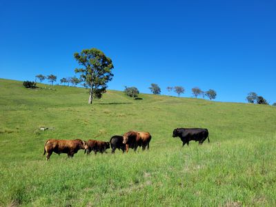 552 Neringla Road, Neringla