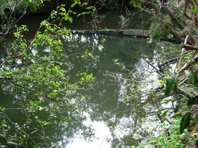 Kandanga Creek