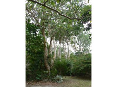 50 Furneaux, Cooktown