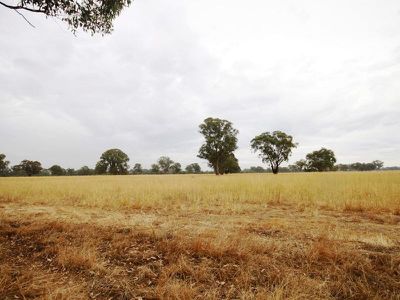 Londrigan-Tarrawingee Road, Londrigan