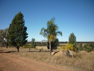 8L Morey Place, Dubbo