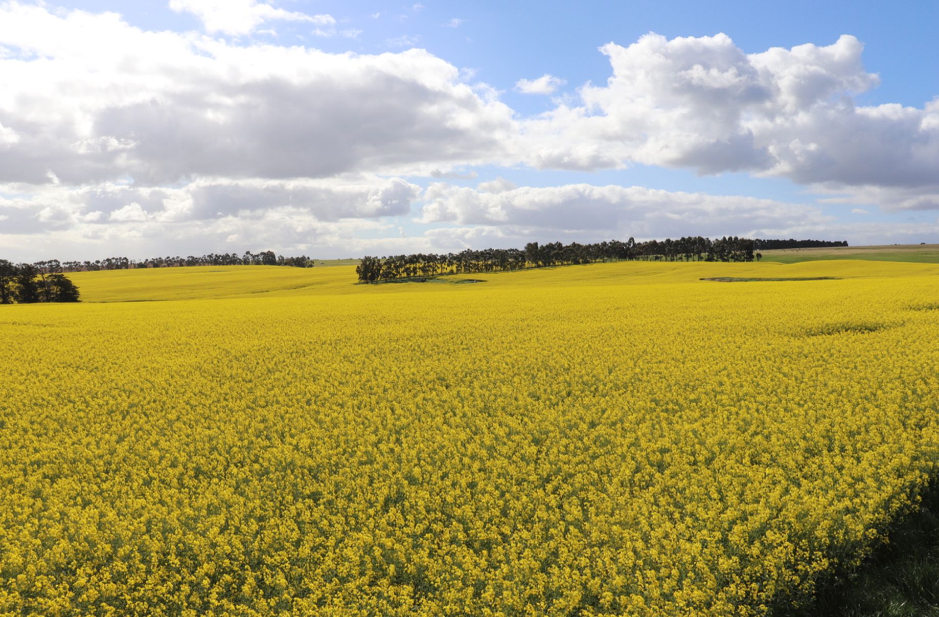 MCPHERSONS ROAD, Rokewood