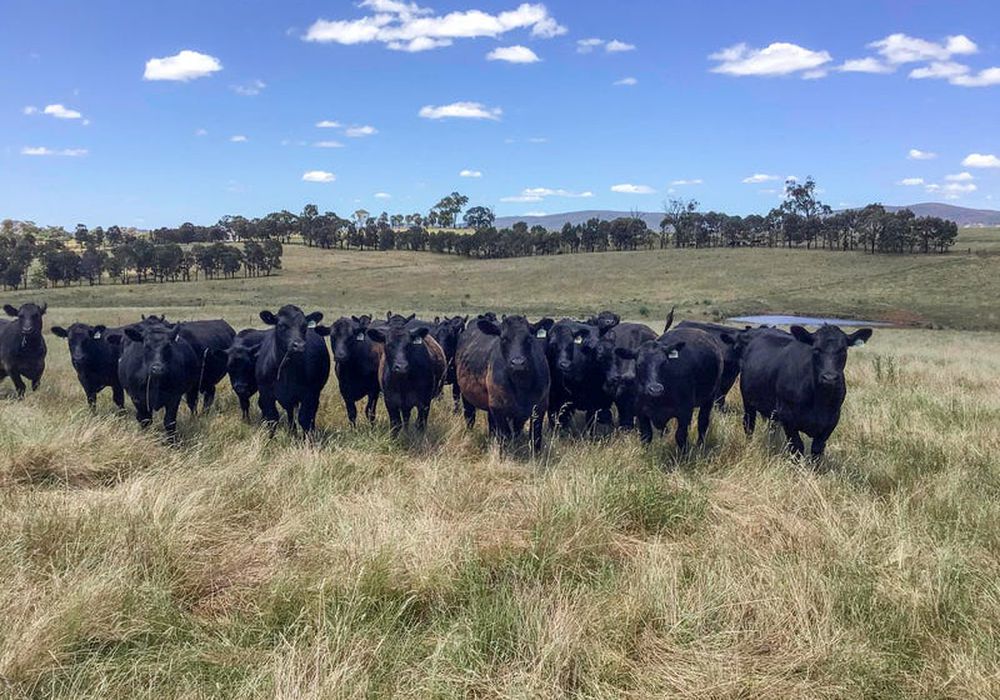 Lot 101 Strathmore Lane, Molong