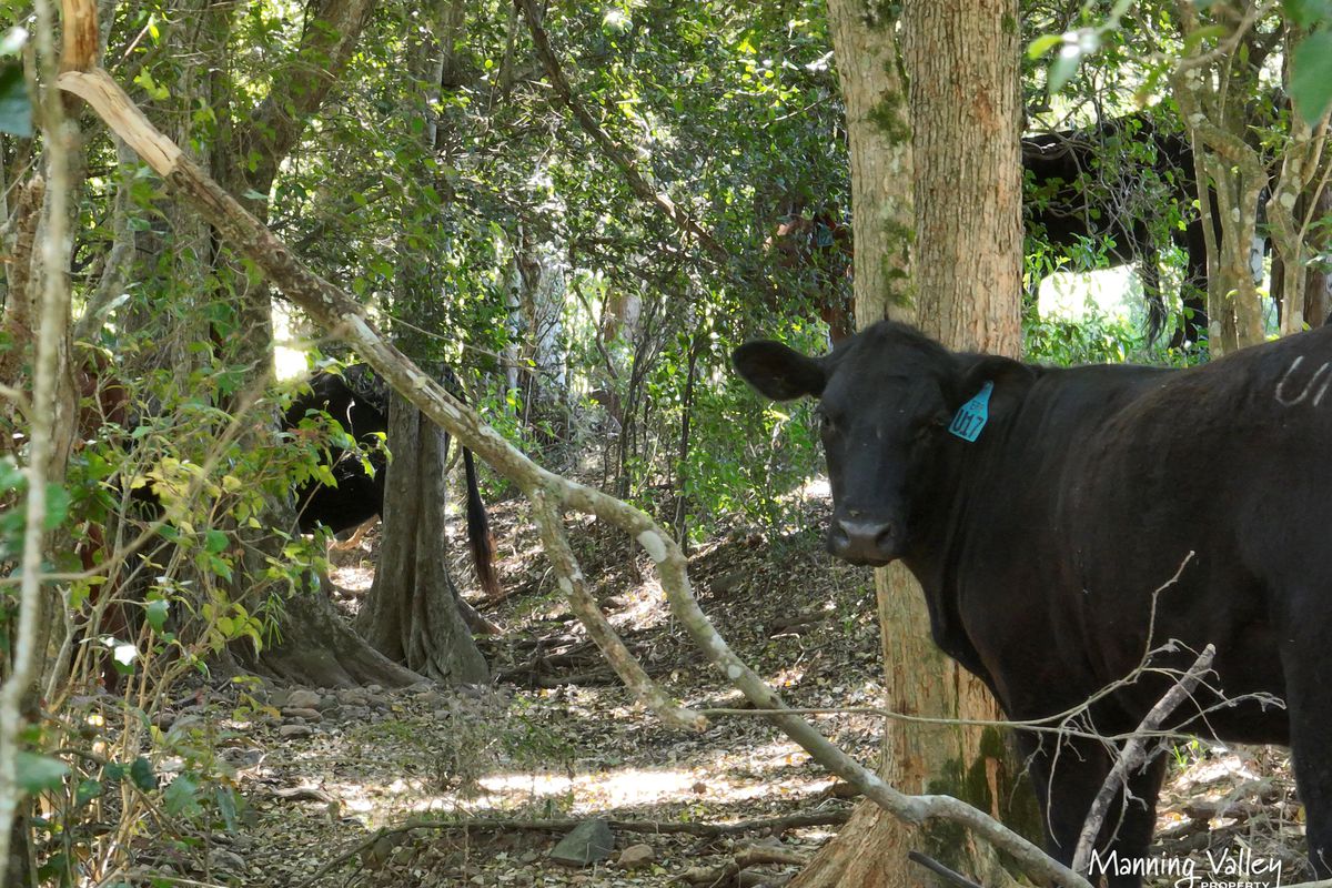 158 Somerset Road, Kimbriki