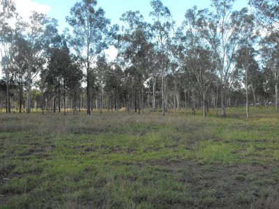 Wattle Camp