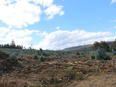 Lot 1  Harwoods Road, Castle Forbes Bay