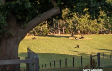 55 Leppitt Road, Pakenham