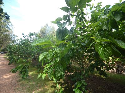 709 Kaban Road, Kaban