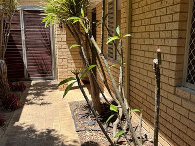 4/9 Collier Avenue, Balcatta