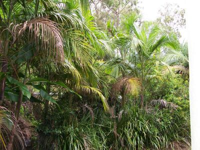 Maleny