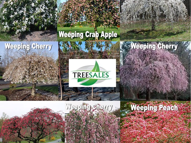 Tree Sales