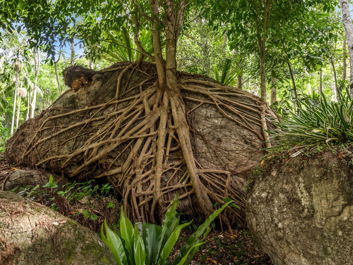 807 Left Bank Road, Mullumbimby Creek